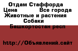 Отдам Стаффорда › Цена ­ 2 000 - Все города Животные и растения » Собаки   . Башкортостан респ.